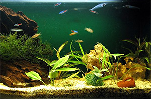 Aquarium - Author:Richardfabi - Lizenz:CC BY-SA 3.0