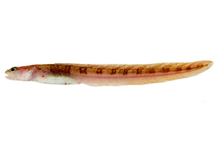 Gymnelus hemifasciatus (Urheber: Kitty Mecklenburg (NOAA) - Lizenz: public domain)