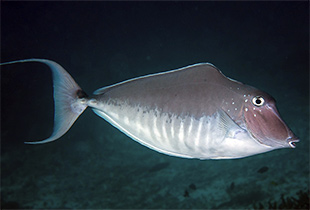 Buckelnasen-Doktorfisch (Urheber:Rickard Zerpe - Lizenz:CC BY 2.0 generic)