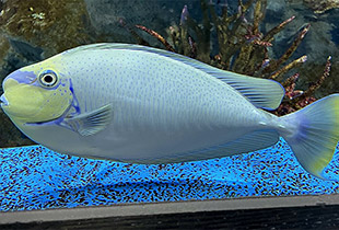 Blauklingen-Nasendoktorfisch (Urheber:Totti - Lizenz:CC BY-SA 4.0 international)