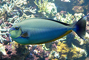 Masken-Nasendoktorfisch (Urheber:Thurner Hof - Lizenz:CC BY-SA 3.0 unported)