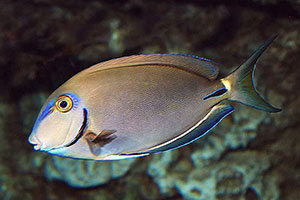 Ozean-Doktorfisch (Acanthurus bahianus)