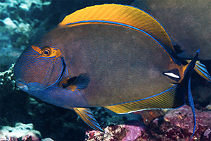 Augenstreifen-Doktorfisch (Acanthurus dussumieri)