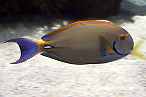 Augenstreifen-Doktorfisch (Acanthurus dussumieri)