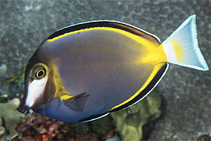 Japanischer Doktorfisch (Acanthurus japonicus)