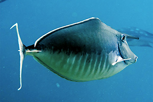 Buckelnasen-Doktorfisch (Naso brachycentrodon)