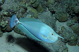 Langnasen-Nasendoktorfisch (Naso brevirostris)