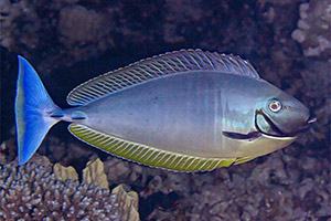 Blauklingen-Nasendoktorfisch (Naso hexacanthus)