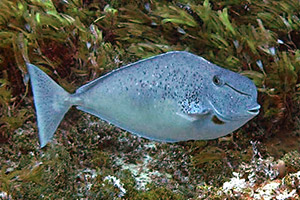 Buckelnasen-Nasendoktorfisch (Naso tuberosus)