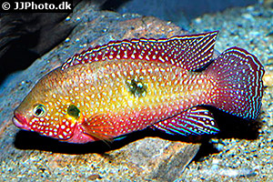 Rubricatochromis bimaculatus