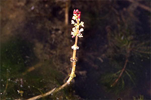 Ähriges Tausendblatt (Myriophyllum spicatum)