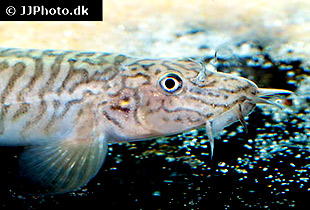 Aborichthys kempi (Urheber: Johnny Jensen - Lizenz: © by JJPhoto.dk)