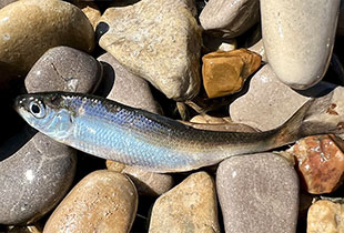 Maifisch (Urheber:Thomas Pruß - Lizenz:frei für jeglichen Zweck)