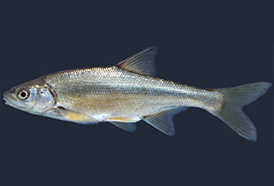 Acanthobrama microlepis (Urheber:Kaya C, Bayçelebi E, Turan - Lizenz:CC BY 4.0 international)