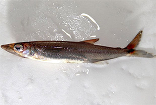 Acestrorhynchus minimus (Urheber: Clinton & Charles Robertson - Lizenz: CC BY 2.0 generisch)