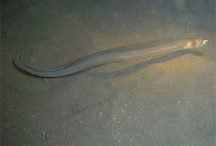 Ariosoma balearicum (Urheber: Fernando Herranz Martín - Lizenz: GNU General Public License 3)