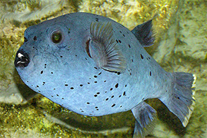 Schwarzflecken-Kugelfisch (Arothron nigropunctatus)