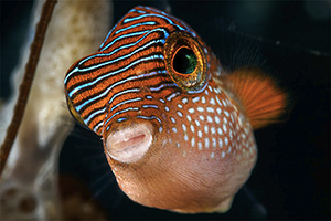 Labyrinth-Spitzkopfkugelfisch (Canthigaster compressa)