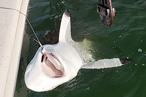 Maul des Kleinen Schwarzspitzenhais