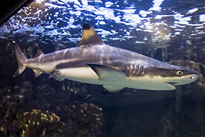 Schwarzspitzen-Riffhai (Carcharhinus melanopterus)