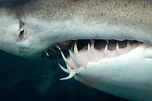 Gebiss des Sandtigerhais