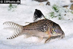 Corydoras acutus