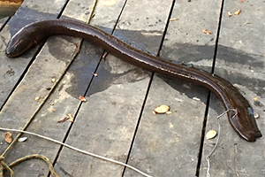 Electrophorus voltai