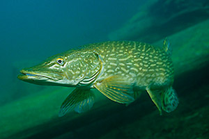Hecht (Esox lucius)