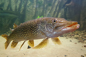 Hecht (Esox lucius)