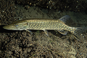 Hecht (Esox lucius)