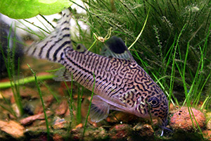 Juli-Panzerwels (Hoplisoma julii) Juli-Panzerwels (Hoplisoma julii)