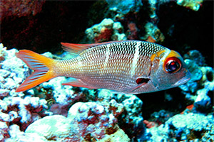 Großaugen-Schnapper (Monotaxis grandoculis)