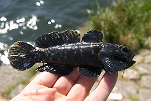 Männchen während der Paarungszeit