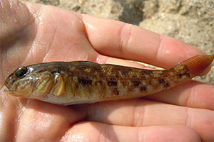 Schwarzmund-Grundel (N. melanostomus)