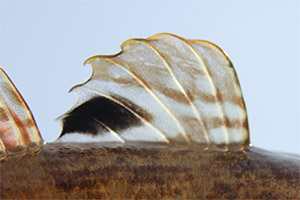 1. Rückenflosse mit Augenfleck