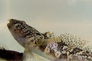 Marmorierte Grundel (Proterorhinus marmoratus)