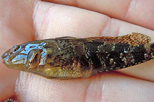 Marmorierte Grundel (Proterorhinus marmoratus)