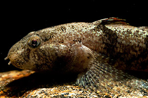 Marmorierte Grundel (Proterorhinus marmoratus)