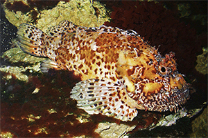 Großer Roter Drachenkopf (Scorpaena scrofa)