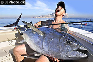 Roter Thun (Thunnus thynnus)