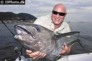 Roter Thun (Thunnus thynnus)