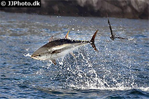 Roter Thun (Thunnus thynnus)