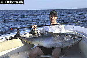 Roter Thun (Thunnus thynnus)