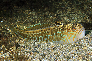 Petermännchen (Trachinus draco)