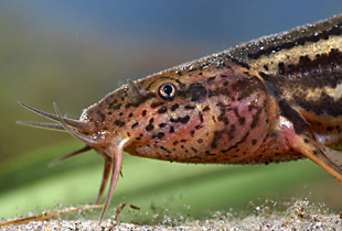 Europäischer Schlammpeitzger (Urheber: Clemens Ratschan - Lizenz: Copyright by Clemens Ratschan, TB Zauner GmbH)