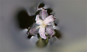 Schmalblättrige Wasserpest (Elodea nuttallii)